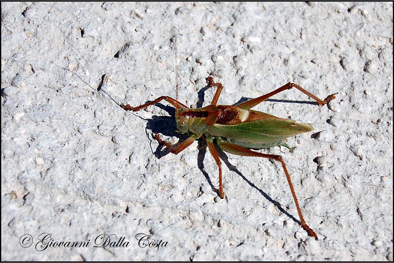 Tettigonia cantans